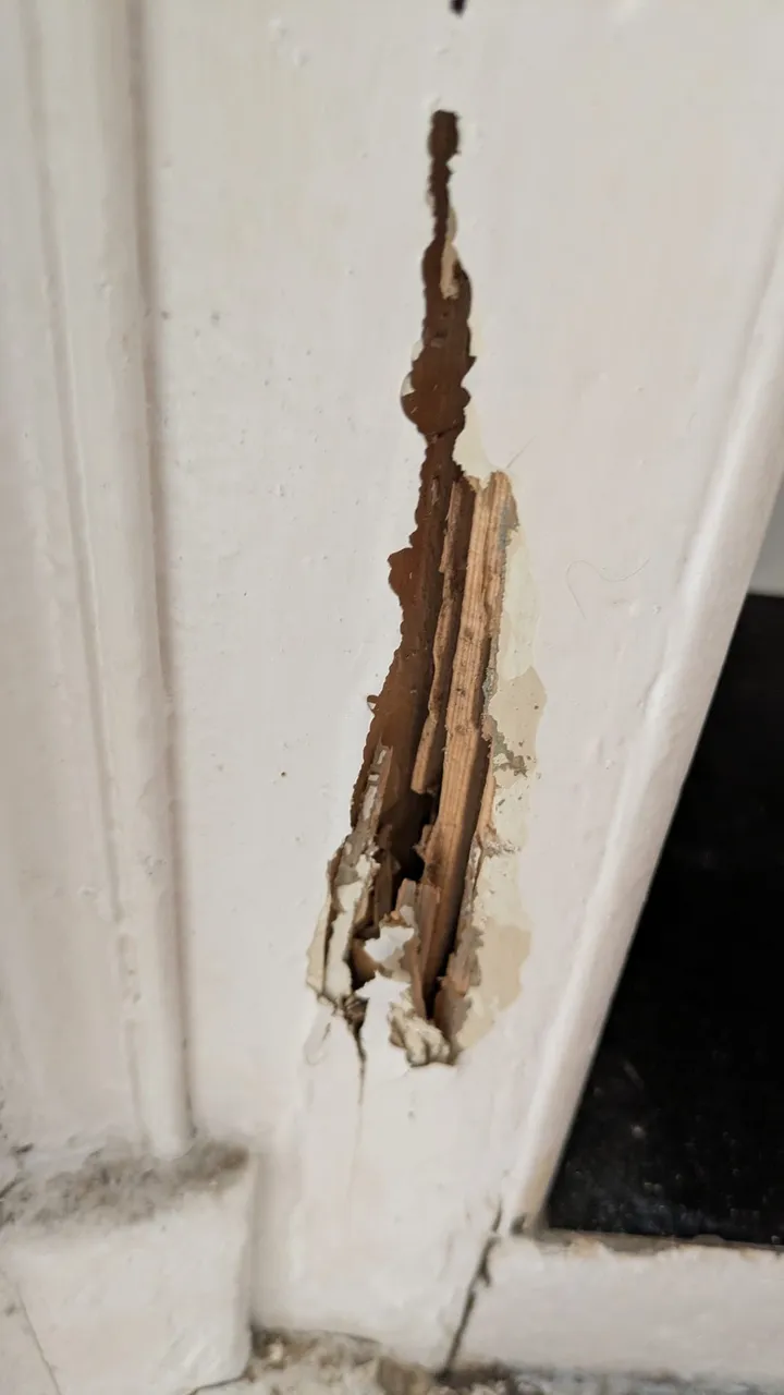 Bois d'une huisserie de porte rongé par les termites