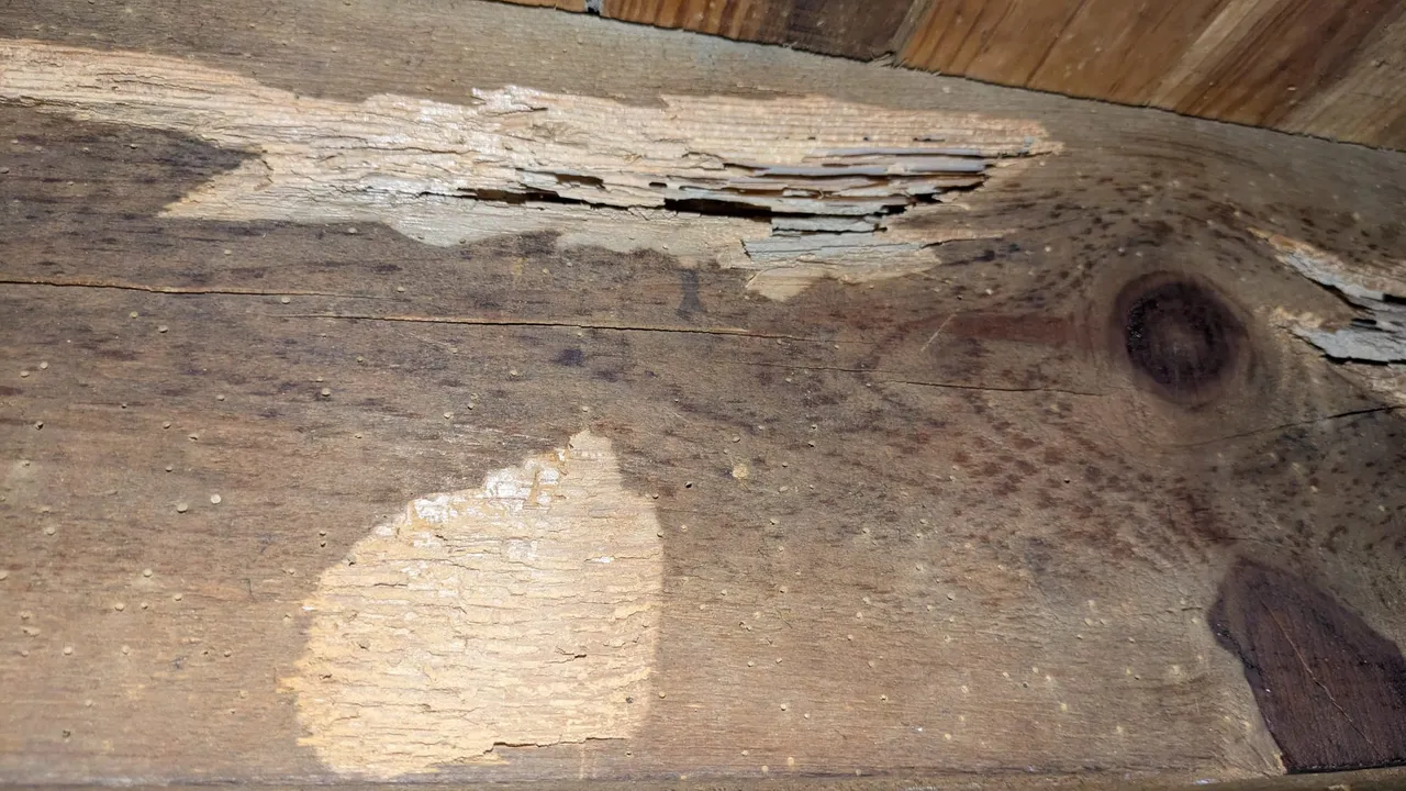 Galeries creusées par les termites dans une poutre en bois